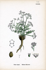 Glabrous Stonewort