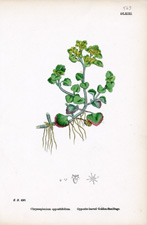 Opposite-leaved Golden-Saxifrage