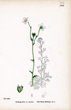 Irish Mossy Saxifrage