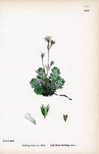 Irish Mossy Saxifrage