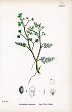 Least Water-parsnip