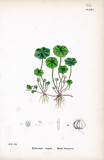 Marsh Pennywort