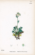 Palmate-leaved Mossy Saxifrage