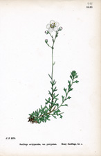 Mossy Saxifrage