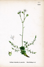 Mossy Saxifrage