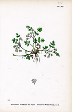 Procumbent Water-parsnip