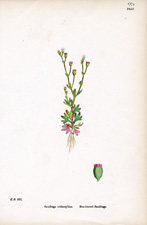 Rue-leaved Saxifrage