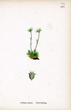 Tufted Saxifrage