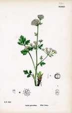 Wild Celery