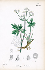 Wood Sanicle