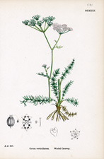 Worled Caraway