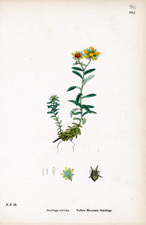 Yellow Mountain Saxifrage