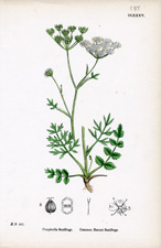 Common Burnet Saxifrage