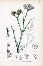 Common Water-dropwort