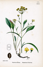 Falcate-leaved Hare's-ear