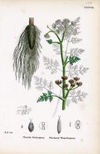 Fine-leaved Water-dropwort
