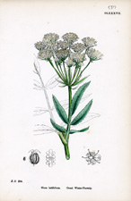 Great Water-parsnip