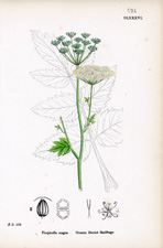 Greater Burnet Saxifrage