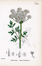 Hemlock Water-dropwort