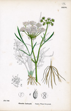 Parsley Water-dropwort