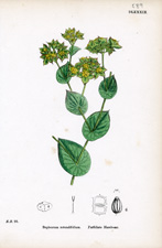 Perfoliate Hare's-ear