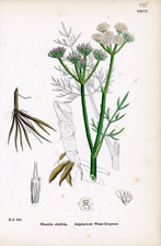 Sulphurwort Water-dropwort