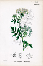 Water-parsnip