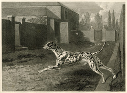 Dalmation