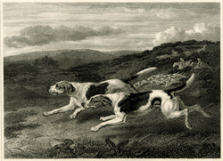 Fox Hounds