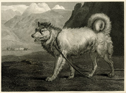 Greenland Dog