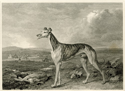 Greyhound