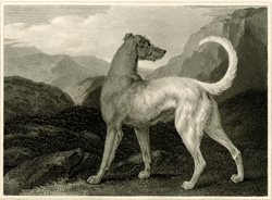 Irish Greyhound