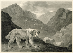 Shepherd's Dog