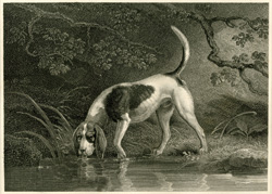 Southern Hound