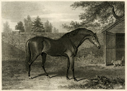 Godolphin Arabian