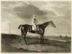 Race Horse (Eleanor)