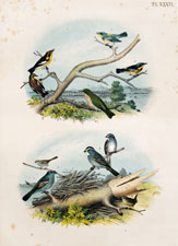 Blue Yellow-backed Warbler, Black and Yellow Warbler, Blackburnian Warbler, Hermit Thrush, etc.