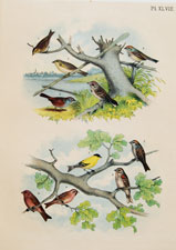 Sharp-tailed Finch, Canadian or Tree Sparrow, Yellow-winged Sparrow, Lark Finch, Swamp Sparrow, Chipping Sparrow, American Goldfinch