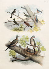 The Olive-sided Flycatcher, Red-bellied Nuthatch, Wood Pewee, Traill's Flycatcher, Pewit Flycatcher, The Mourning or Car