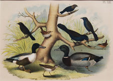 Shoveller Duck, Mallard, Sandpiper, Blackbird, Wren