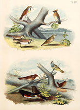 Cedar Bird, Black throated Bunting, American Pipit, Shore lark, Connecticut Warbler, Fox-colored Sparrow, House Wren