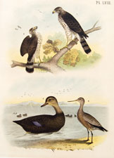 Pigeon hawk, buzzard, black duck