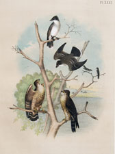 Kingbird or Tyrant Fly-catcher, Pigeon Hawk