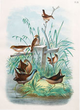 Rail, Virginia Rail, Song Sparrow, Marsh Wren