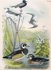 Wood Duck, or Summer Duck; Short-tailed Tern; Black Tern