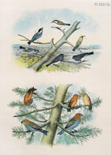 Chestnut-sided Warbler, Black-polled Warbler, Yellow-rumped Warbler, Snow-bird, Red or American Crossbill