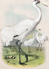 The White or Whooping Crane