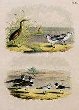 Least Bittern, Ruddy Plover, Killdeer Plover, Piping Ringed Plover, Ring-neck Plover