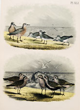 Red-breasted Sandpiper, American Dunlin, Golden Plover, Black-bellied Plover, 