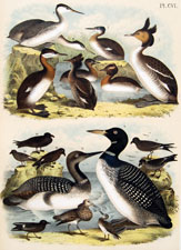 Grebes, Loons, Petrels, Ducks